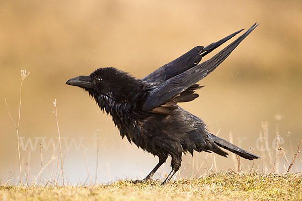 Kolkrabe (Corvus corax)