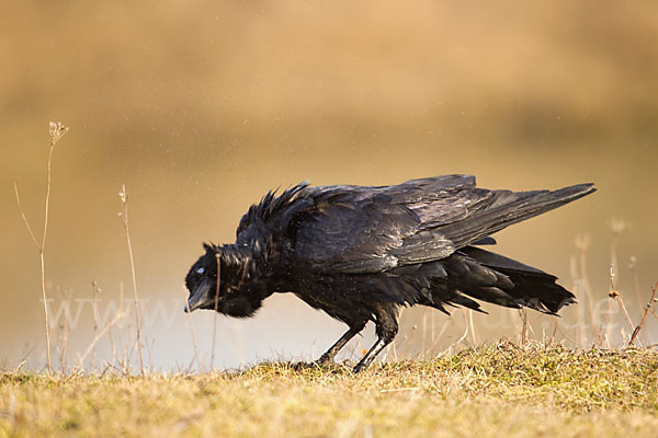 Kolkrabe (Corvus corax)