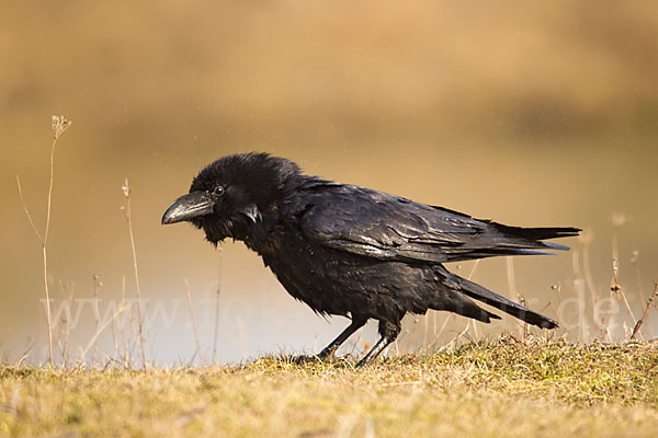 Kolkrabe (Corvus corax)