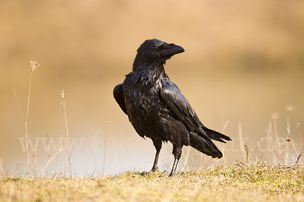 Kolkrabe (Corvus corax)