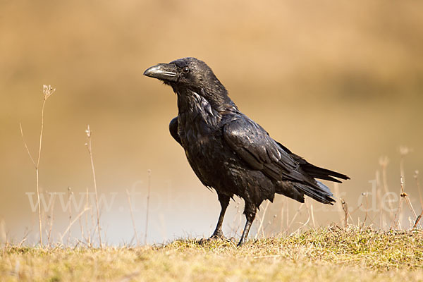 Kolkrabe (Corvus corax)