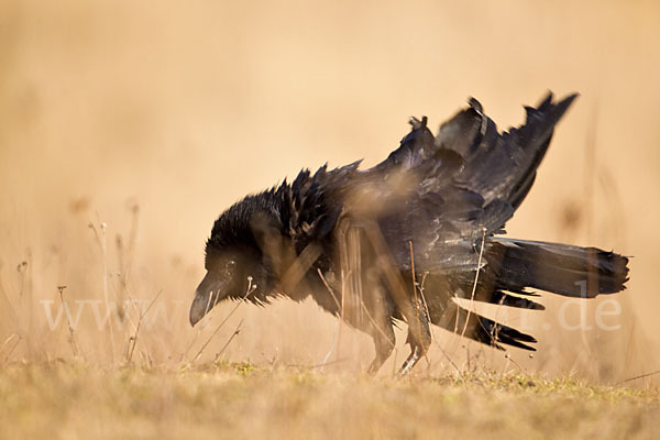 Kolkrabe (Corvus corax)