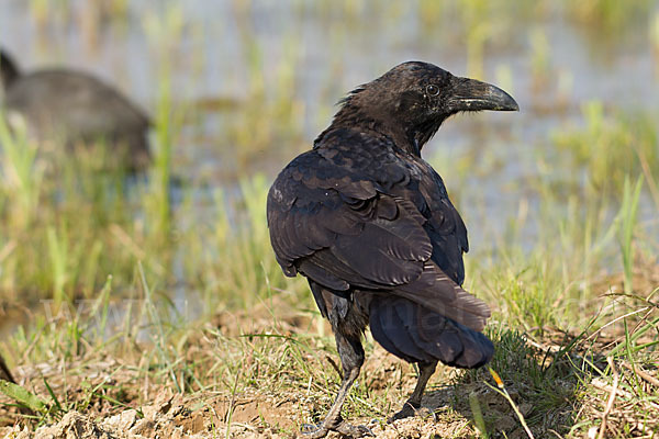 Kolkrabe (Corvus corax)