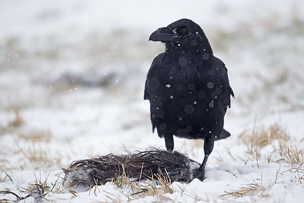 Kolkrabe (Corvus corax)