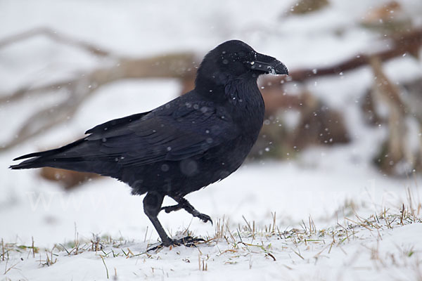 Kolkrabe (Corvus corax)