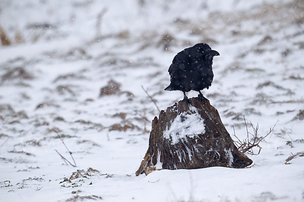 Kolkrabe (Corvus corax)