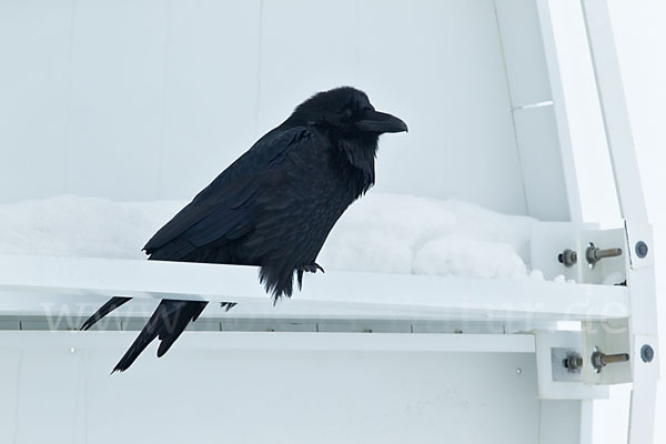 Kolkrabe (Corvus corax)