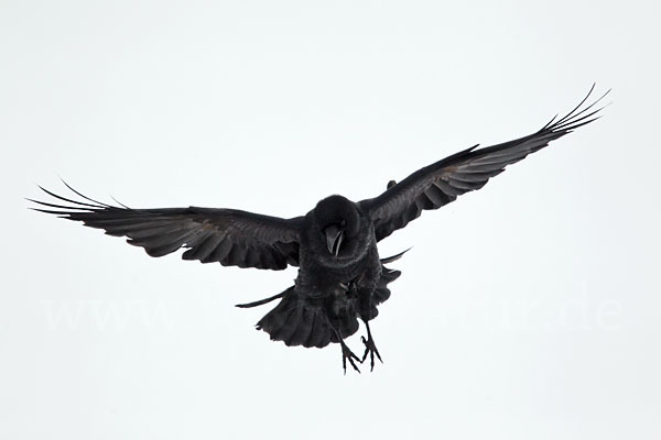 Kolkrabe (Corvus corax)