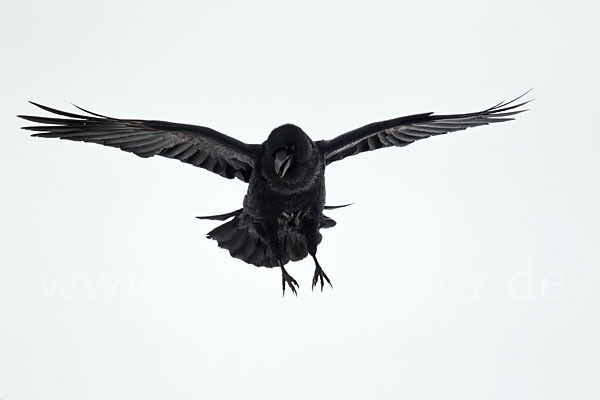 Kolkrabe (Corvus corax)