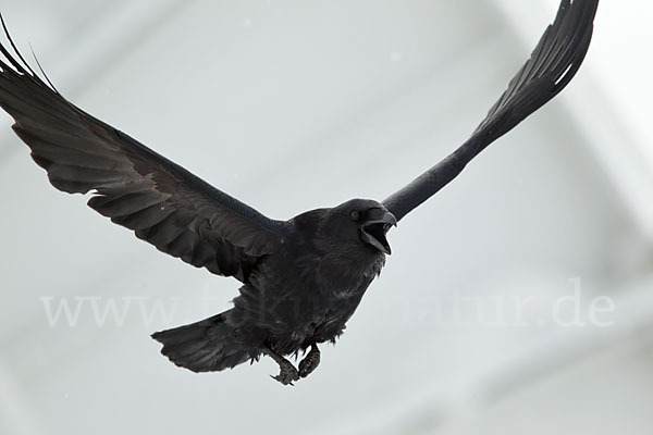 Kolkrabe (Corvus corax)