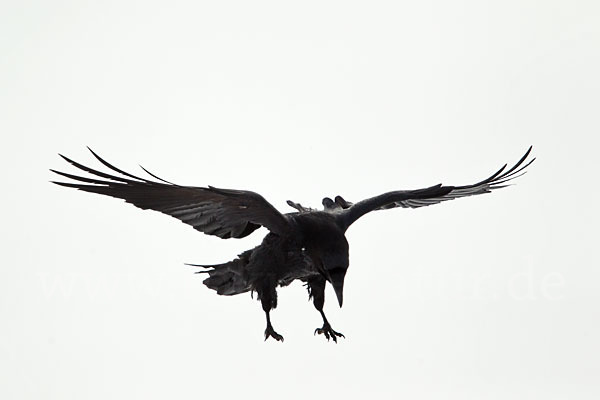 Kolkrabe (Corvus corax)