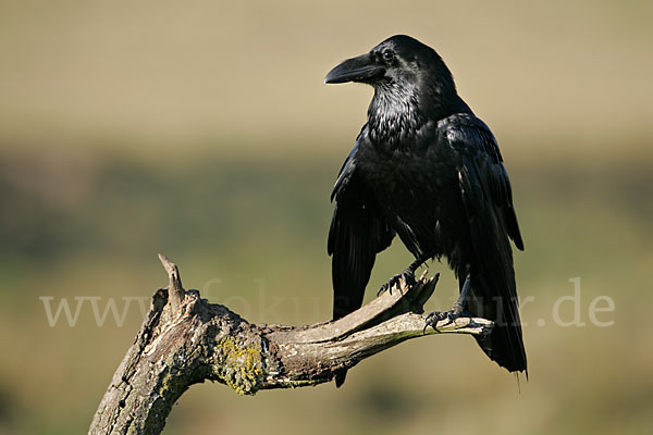 Kolkrabe (Corvus corax)