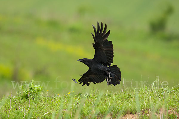 Kolkrabe (Corvus corax)