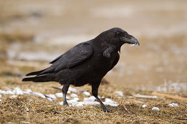 Kolkrabe (Corvus corax)