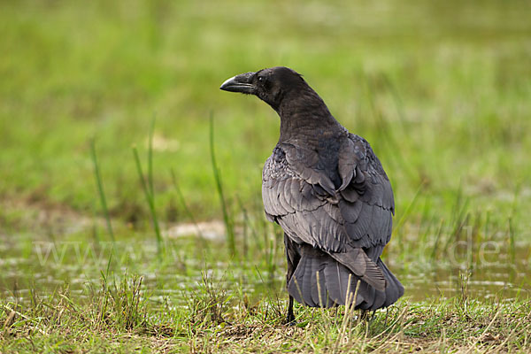 Kolkrabe (Corvus corax)