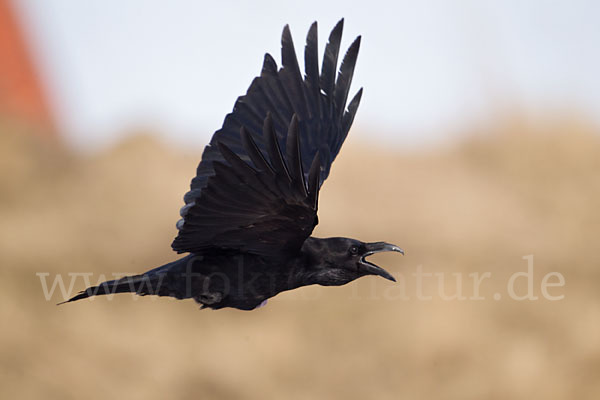 Kolkrabe (Corvus corax)