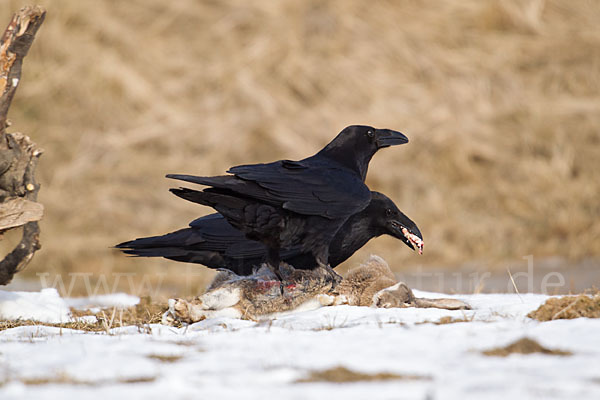 Kolkrabe (Corvus corax)