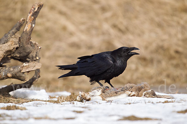 Kolkrabe (Corvus corax)