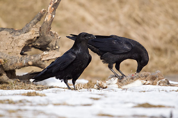 Kolkrabe (Corvus corax)