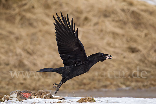 Kolkrabe (Corvus corax)