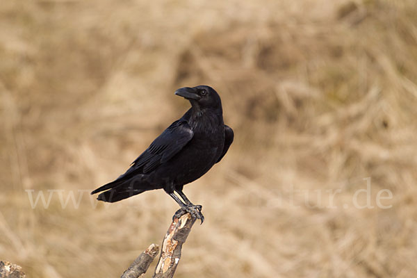 Kolkrabe (Corvus corax)