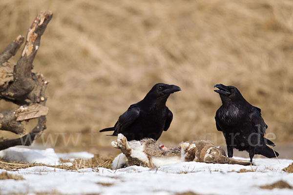 Kolkrabe (Corvus corax)