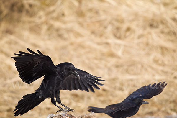 Kolkrabe (Corvus corax)