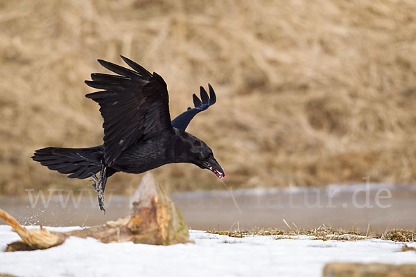 Kolkrabe (Corvus corax)