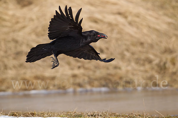 Kolkrabe (Corvus corax)