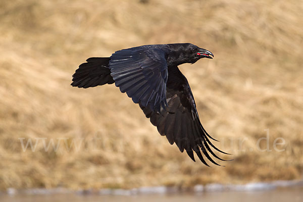 Kolkrabe (Corvus corax)