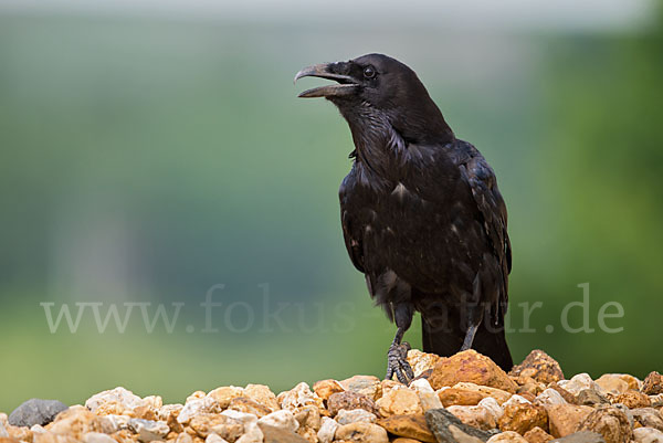 Kolkrabe (Corvus corax)