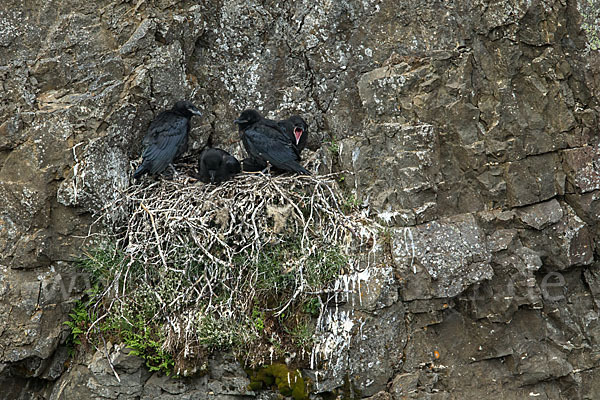 Kolkrabe (Corvus corax)