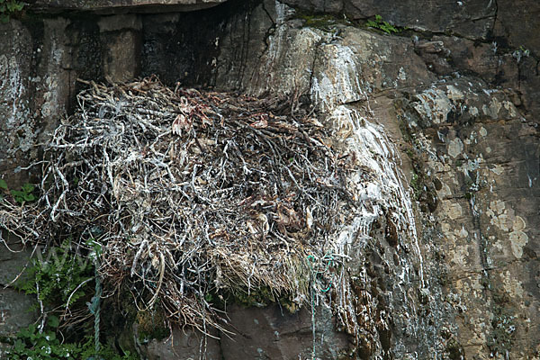 Kolkrabe (Corvus corax)