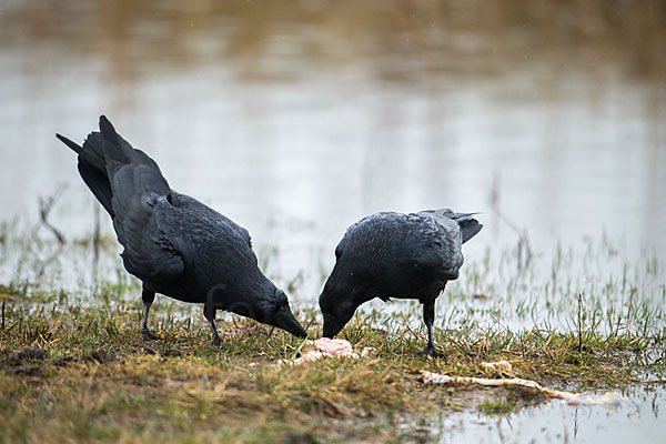 Kolkrabe (Corvus corax)