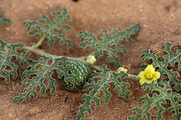 Koloquinte (Citrullus colocynthis)