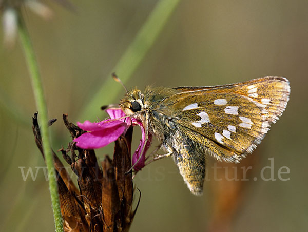 Kommafalter (Hesperia comma)