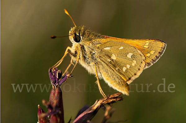 Kommafalter (Hesperia comma)