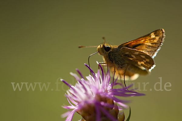 Kommafalter (Hesperia comma)