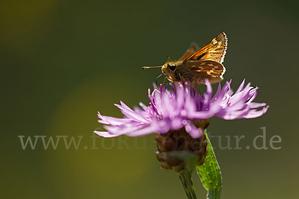 Kommafalter (Hesperia comma)