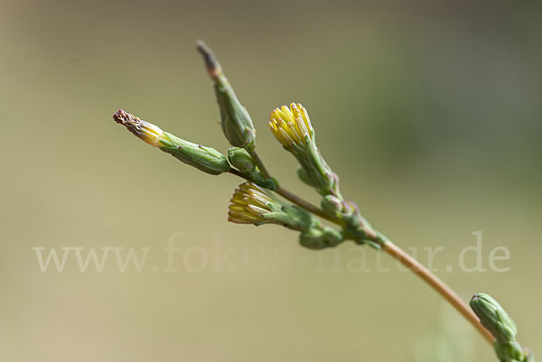 Kompass-Lattich (Lactuca serriola)