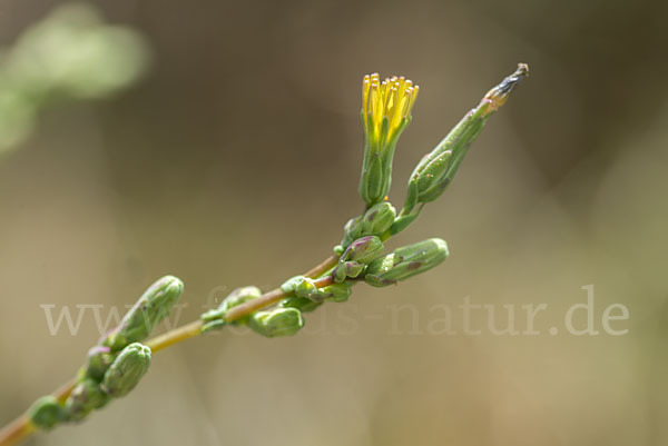 Kompass-Lattich (Lactuca serriola)