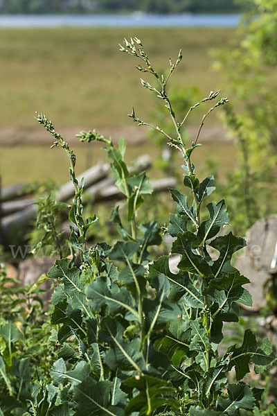 Kompass-Lattich (Lactuca serriola)