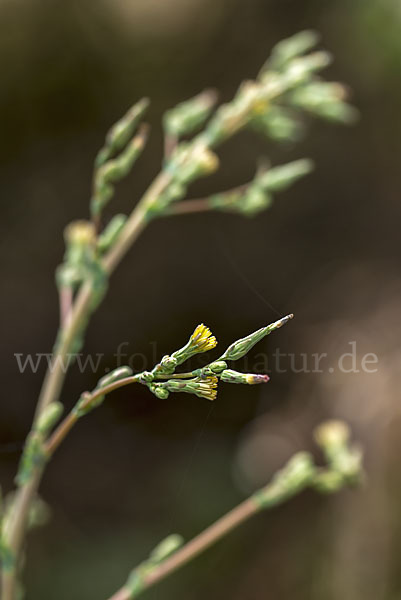 Kompass-Lattich (Lactuca serriola)