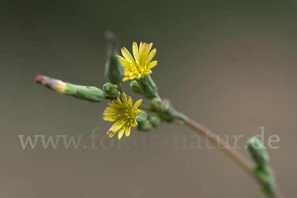 Kompass-Lattich (Lactuca serriola)