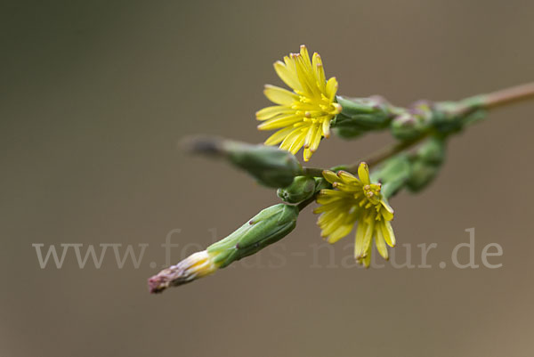 Kompass-Lattich (Lactuca serriola)