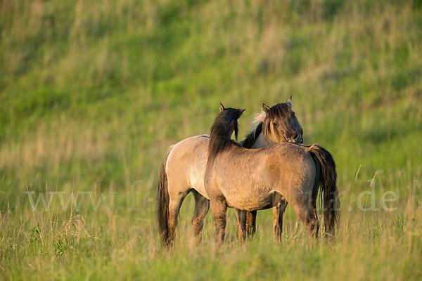 Konik (Equus caballus sspec.)