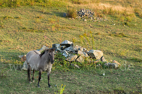 Konik (Equus caballus sspec.)