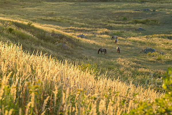 Konik (Equus caballus sspec.)