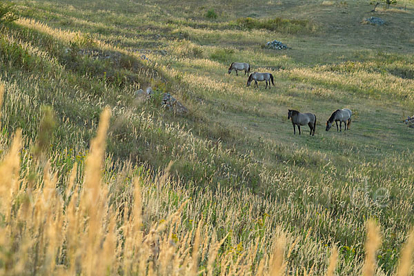 Konik (Equus caballus sspec.)