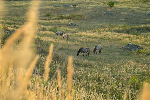 Konik (Equus caballus sspec.)